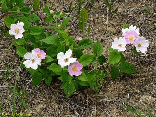 {Rosa setigera}